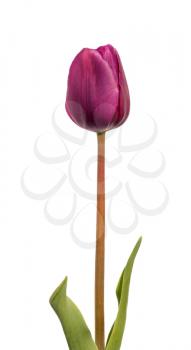 Purple tulip flower isolated on white background