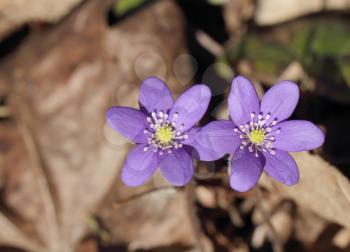 Snowdrops (Hepatica nobilis) blooming in the spring forest