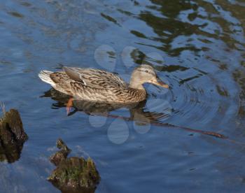 Wild female duck swimming in the lake