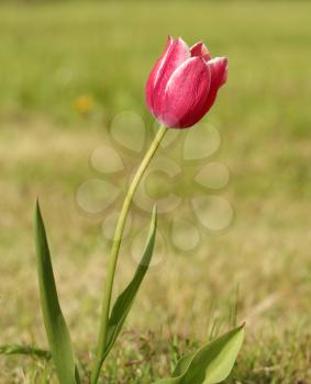 Spring pink tulip on a green background