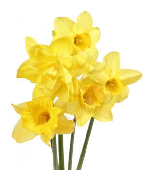 Bouquet of yellow narcissus flowers  isolated on white background 