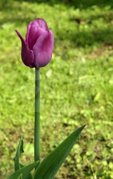 Spring purple tulip on a green background