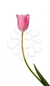Beautiful pink tulip isolated on a white background
