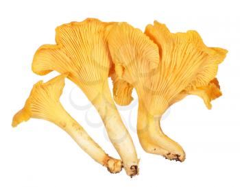 Fresh golden chanterelle mushrooms isolated on white background