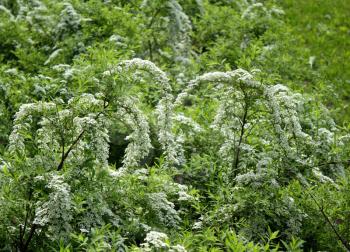 Bushes of blooming spiraea with white flowers for background.