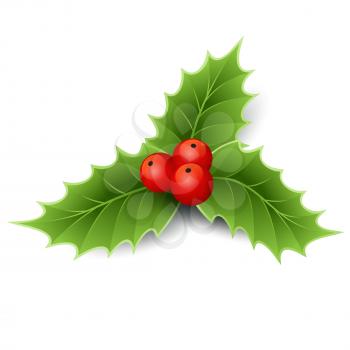 Vector illustration isolated realistic Christmas holly. EPS 10