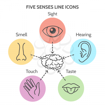 Five senses line icons. Human ear and eye symbols, nose and mouth outline vector signs