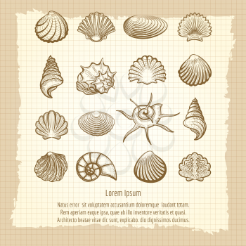 Vintage notebook page with sea shells collection vector
