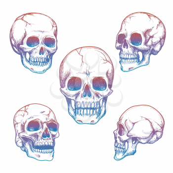 Colorful skull collection. Vector sketch of skull isolated on white