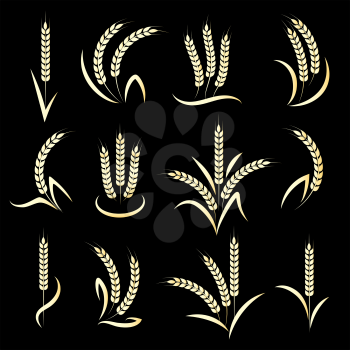 Golden wheat or barley ears branch on black background. Vector illustration