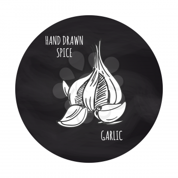 Hand drawn spice vector illustration. Black and white garlic icon on blakboard backdrop