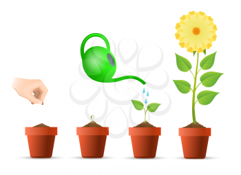 Planting stages. Plant growing phases in pot vector illustration, plantar growth processing concept
