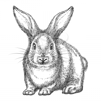 Rabbit sketch. Vector hand drawn wild rabbit isolated on white background, vintage hare or bunny black drawing
