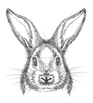 Bunny drawing. Vintage hand drawn rabbit face, vector sketch or engraving hare illustration