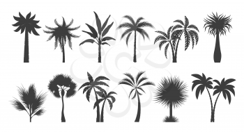Palm tree silhouette drawings. Coconut palms silhouettes with branches isolated on white background, tropical flora, caribbean trees vector graphic, beach tourism ink signs