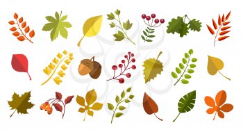 Fall acorns leaves berries. Autumn natural fallen leaf, ripe acorn and berry colorful vector set, colour closeup forest season floral collection, chestnut oak rowan maple dry leafs