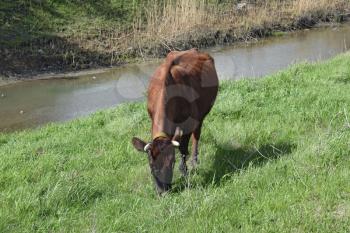 A cow grazing on the riverbank. Brown cow eating fresh grass on the banks of a small river.