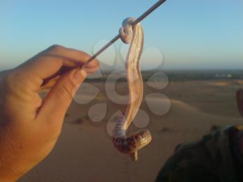 Snake on a stick. Nonpoisonous snake, inhabitant of the desert.