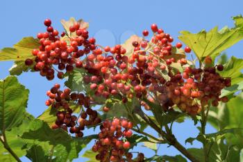 Ripen bunches of Viburnum berries on the branch. The branch of viburnum against the sky.