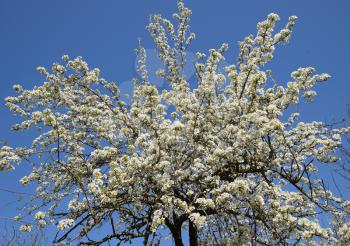 Blooming wild pear in the garden. Spring flowering trees. Pollination of flowers of pear.