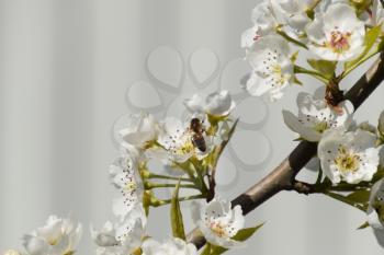 Pollination of flowers by bees pears. White pear flowers is a source of nectar for bees. Pollination of fruit trees.