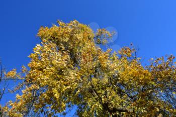 Fraxinus excelsior with the turned yellow leaves. Autumn landscape.