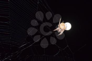 Araneus Spider on the background of the moon. Night spider on its web.