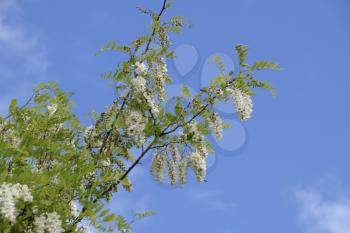 Flowering acacia white grapes. White flowers of prickly acacia, pollinated by bees.