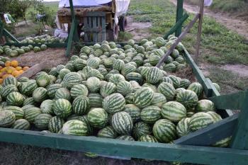 Collected in a pile of melons and watermelons. Rich harvest of watermelons and dyt in a heap at the point of sale directly at the field.