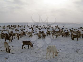 Reindeers on a yagelny pasture. A pasture of deer on Yamal.