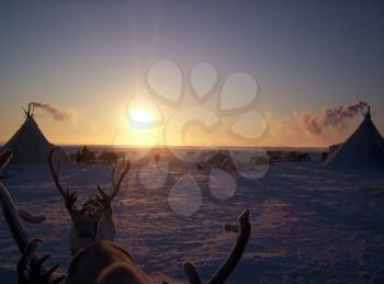 Reindeer against a tundra landscape. Life on Yamal.
