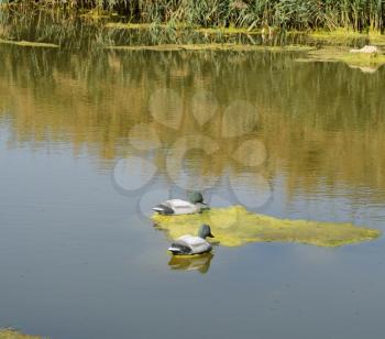 Artificial duck on a pond. Plastic figures weft float in water.