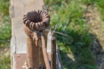 Dragonfly sitting on the handle of the manual Corn-crusher. Predatory insects.