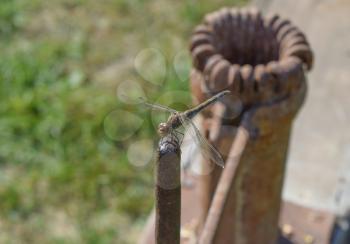 Dragonfly sitting on the handle of the manual Corn-crusher. Predatory insects.