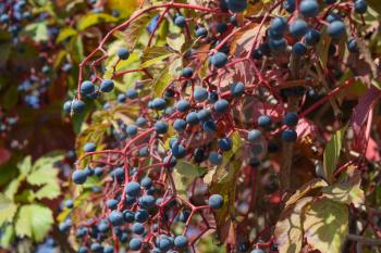 Berries are a Parthenocissus. Poisonous plant of the family vineyards.