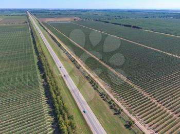 Rows of trees in the garden. Aerophotographing, top view. Landscape apple orchards.