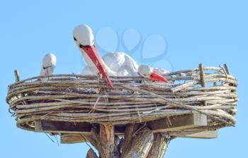 Toy nest of a stork with birds on it. Artificial images of fauna.