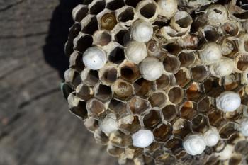 Wasp nest without wasps. Captured ravaged nest wasps. Honeycombs with larvae.