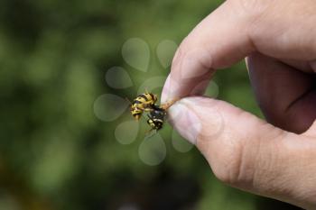 Common wasp on pinched fingers. Caught wasp.