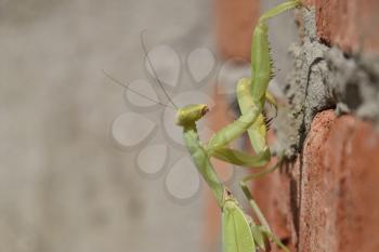 Mantis, climbing on a brick wall. The female mantis religios. Predatory insects. Huge green female mantis.