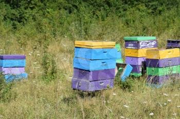 Colourful beehives. Small apiary in the foothills.