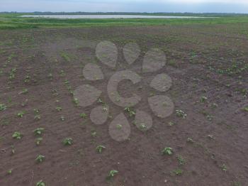 Top view of a field of sunflower seedlings. The cultivation of oilseed crops in agriculture.