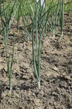 Cultivation of onions in the garden. The bed of onions ordinary bulb. Slebli leaves and spicy vegetable crops of onions.