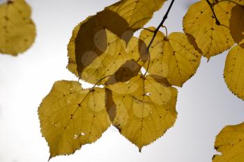 Yellow leaves of linden against the sky and the backlight. Autumn background from leaves of a linden. Yellow autumn leaves.