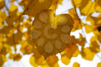 Yellow leaves of linden against the sky and the backlight. Autumn background from leaves of a linden. Yellow autumn leaves.