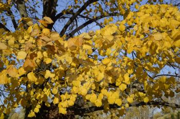 Yellow leaves of a linden. Yellowing leaves on the branches of a tree. Autumn background from leaves of a linden. Yellow autumn leaves.