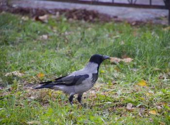 Hooded crow on the grass. A bird of the family Corvidae.