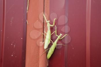 Mantis on red fence. Mating mantises. Mantis insect predator