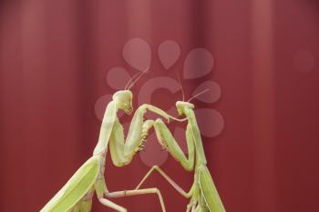 Mantis on a red background. Mating mantises. Mantis insect predator