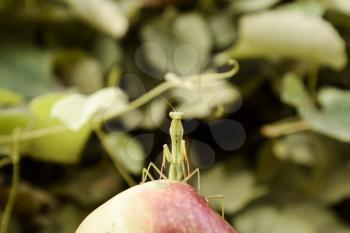 The male praying mantis on the apple. Mantis looking for prey. Mantis insect predator